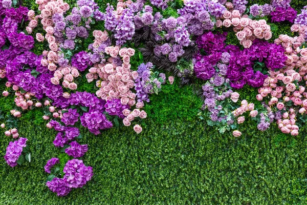 绿色三叶草墙背景上的粉红玫瑰 植物安排 — 图库照片