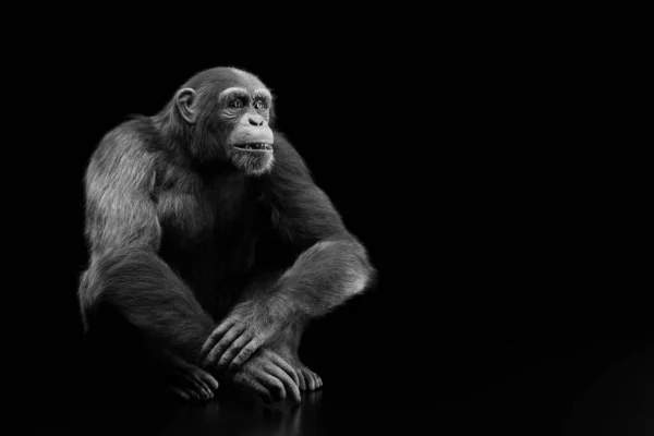 Portrait Singe Chimpanzé Sur Fond Noir — Photo