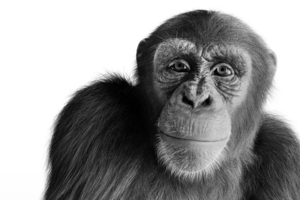 Chimpansee Apenportret Geïsoleerd Wit — Stockfoto