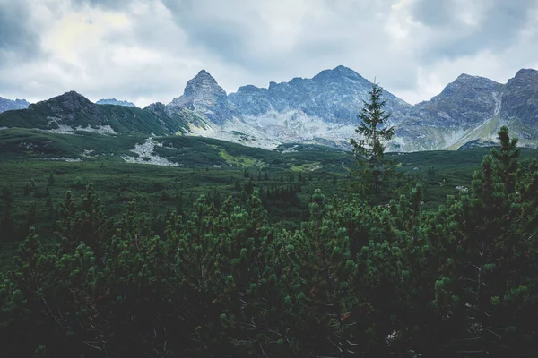 Floresta Vale Montanhas Tatra Polônia Paisagem Temperamental — Fotografia de Stock