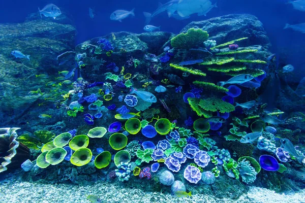 Recifes Corais Subaquáticos Peixes Tropicais — Fotografia de Stock