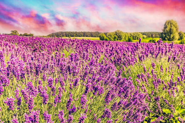 Lavender Flower Field Landscape Sunset Countryside Stock Picture