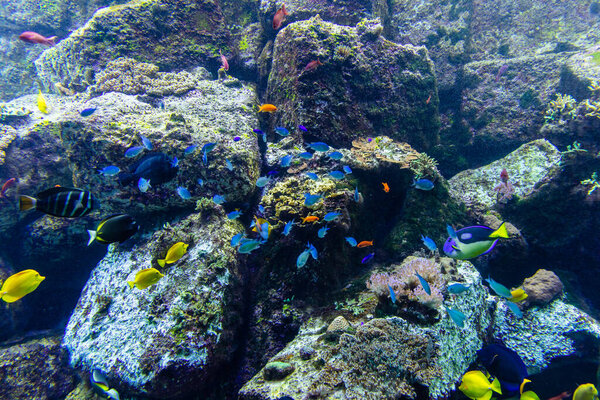 Underwater Coral Reef Tropical Fish Royalty Free Stock Images