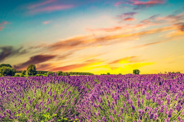 Lavender Flower Field Landscape Sunset Countryside Stock Image