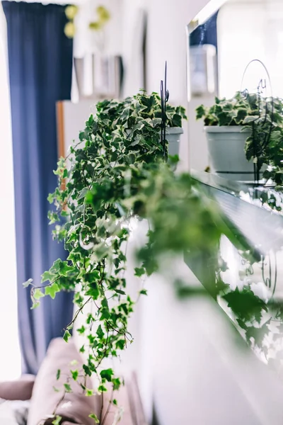 Green Creeping Plant Small Cozy Apartment Real Estate Rent Home —  Fotos de Stock