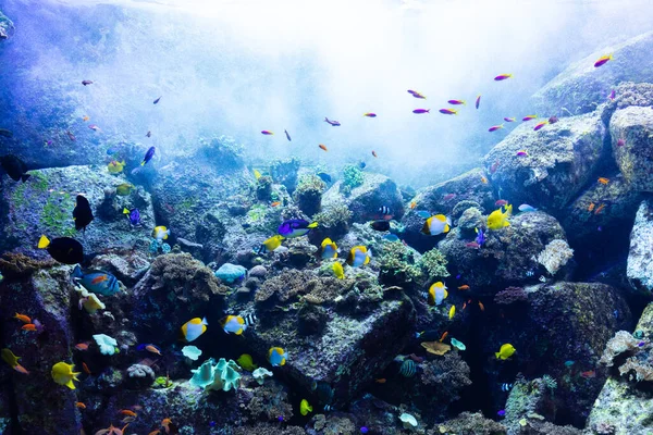 Underwater Coral Reef Tropical Fish — Stock Photo, Image