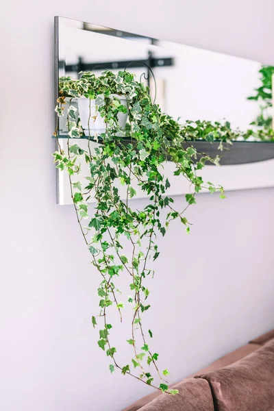 Planta Rastejante Verde Pequeno Apartamento Acolhedor Aluguer Imóveis Home Staging — Fotografia de Stock