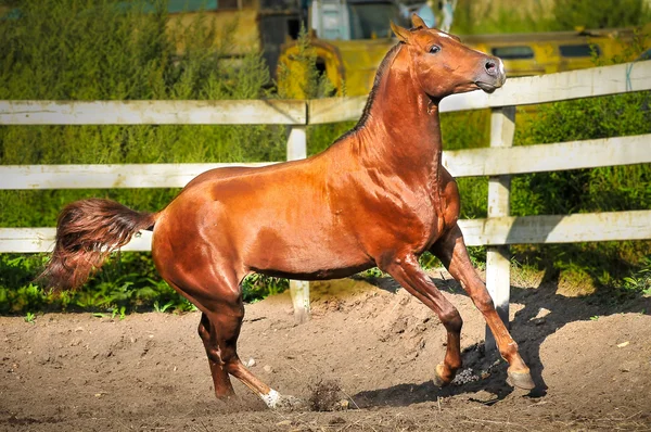 Рыжая лошадь скачет на паддоке — стоковое фото