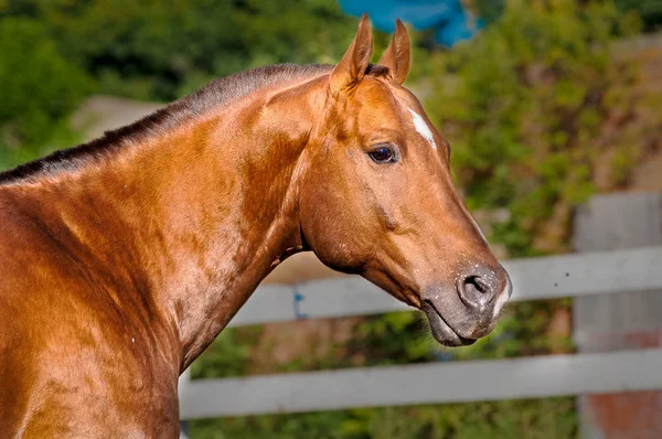 Ritratto cavallo rosso oro nel recinto — Foto Stock