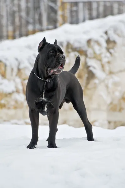 Svart cane corso hund vinter porträtt — Stockfoto