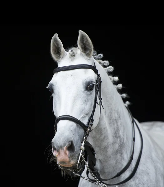 Orłow Kłusak konia na czarno szare — Zdjęcie stockowe