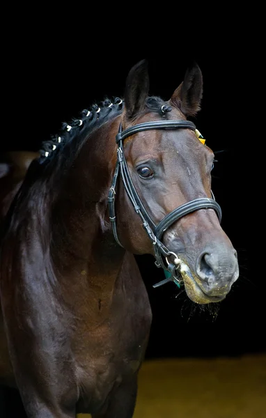 Stallone - cavallo allevatore su sfondo scuro — Foto Stock