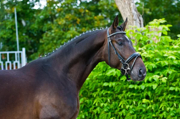 Hingst - uppfödare häst på grön bakgrund — Stockfoto