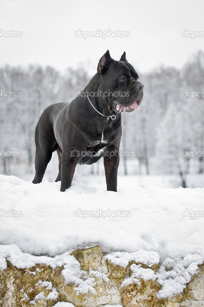 Black Cane Corso Dog Winter Portrait Stock Photo