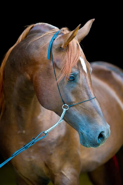 Kırmızı Arap atı portre siyah — Stok fotoğraf
