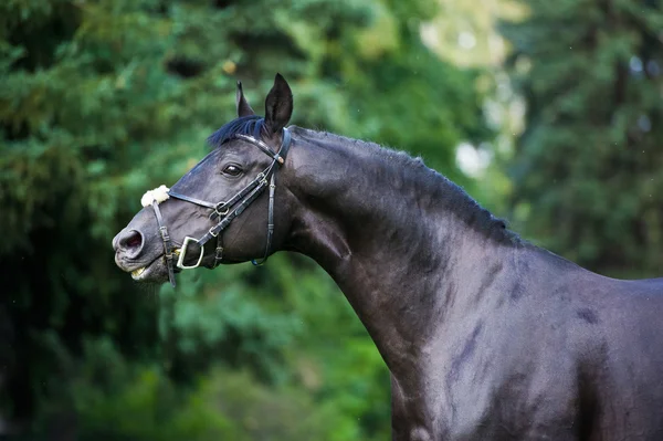 Étalon - cheval éleveur sur fond vert — Photo