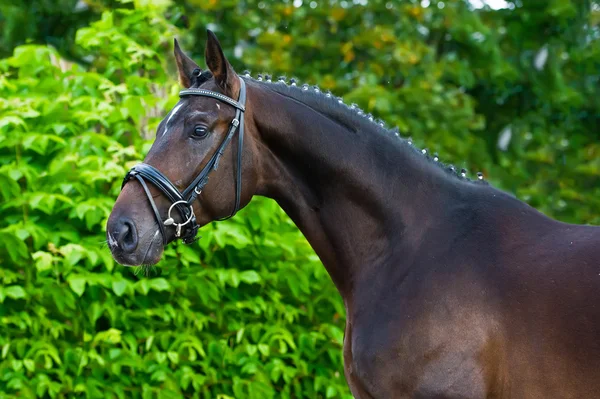 Porträtt av en bay hannoverian tysk hingst — Stockfoto