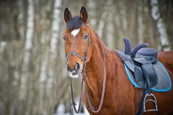 Chestnut sidesaddle horse without her rider — Stock Photo, Image