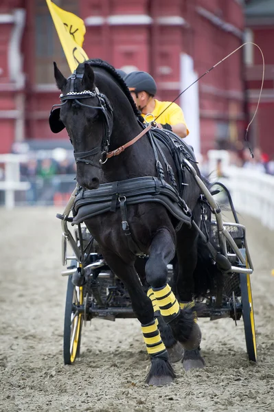 Nero friesian cavallo carrozza guida — Foto Stock