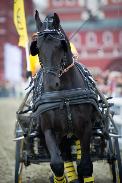 Black friesian horse carriage driving — Stock Image Black friesian horse carriage driving Stock Photo