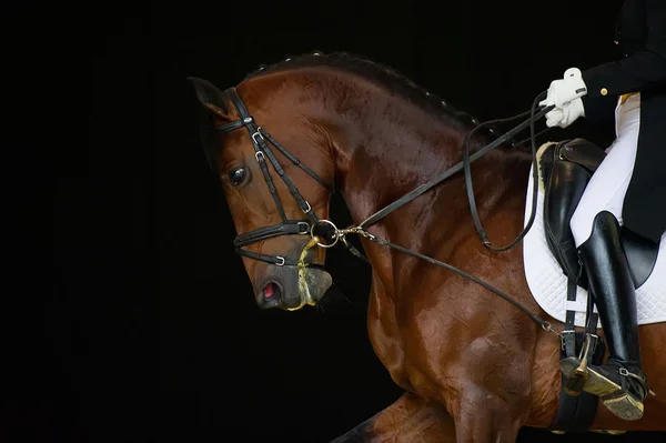 Retrato de baía dressage cavalo isolado — Fotografia de Stock