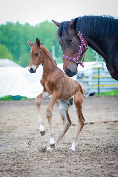 Colt 2-daagse wandelingen en speelde in de paddock — Stockfoto