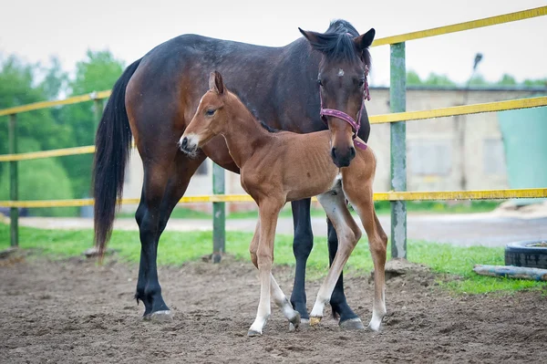 Foal con su madre yegua camina en el paddock — Foto de Stock