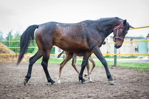 Rodit s jeho matka mare procházky v paddocku — Stock fotografie