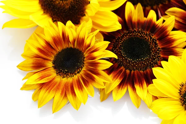 Sunflowers — Stock Photo, Image