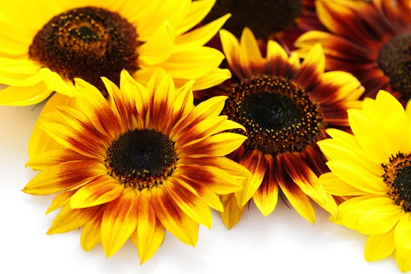 Sunflowers — Stock Photo, Image