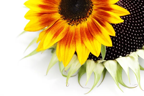 Sonnenblumen — Stockfoto