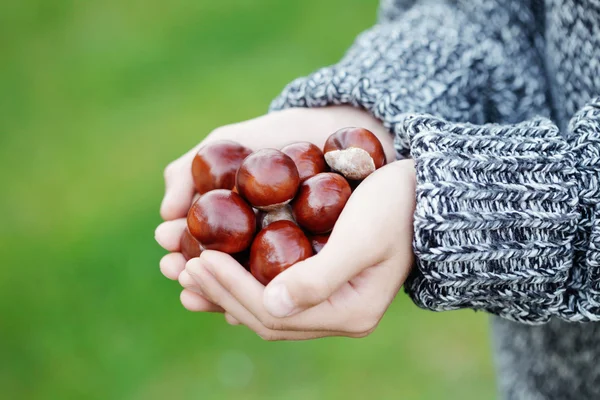 Mãos pequenas com castanhas — Fotografia de Stock