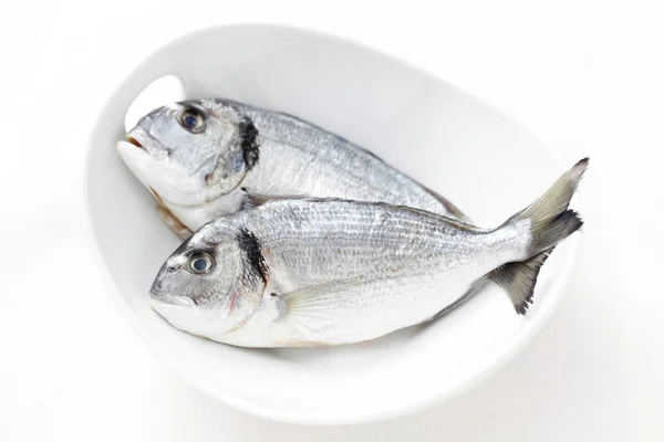 Fresh dorada — Stock Photo, Image