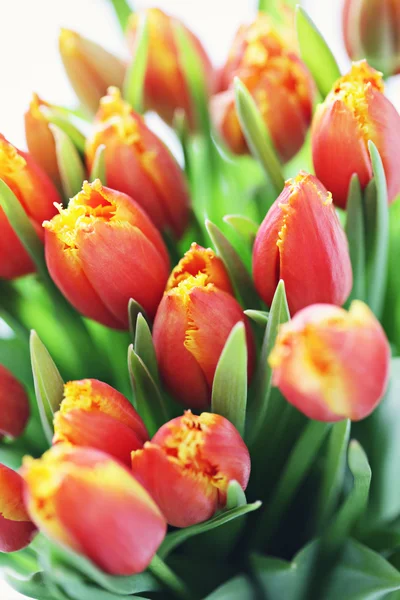 Lovely tulips — Stock Photo, Image