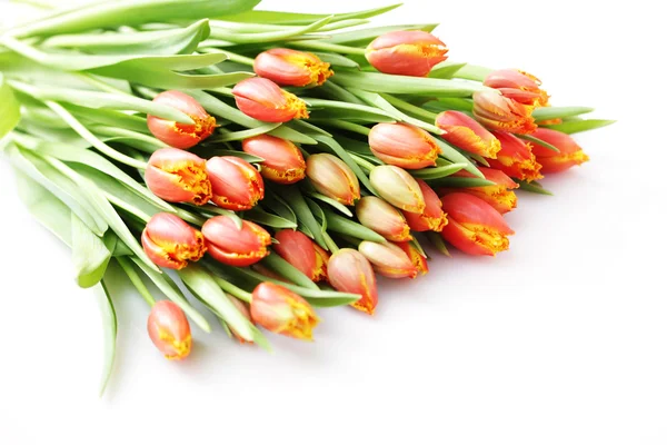 Lovely tulips — Stock Photo, Image