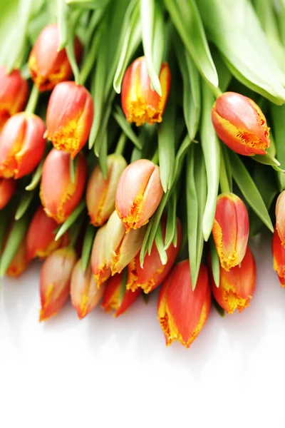 Lovely tulips — Stock Photo, Image