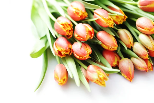 Schöne Tulpen — Stockfoto