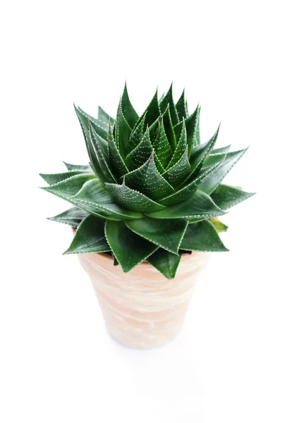 Aloe vera — Foto Stock