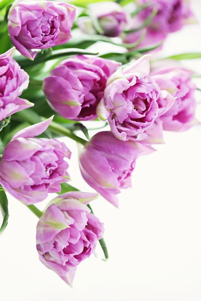 Mooie roze — Stockfoto