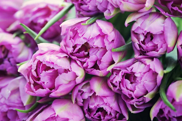 Krásné růžové — Stock fotografie