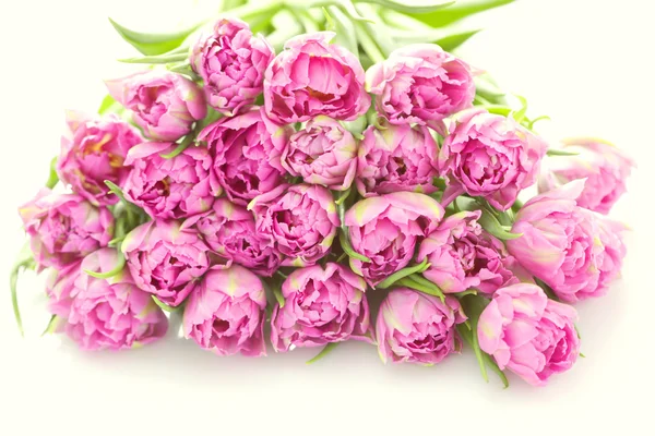 Lovely pink — Stock Photo, Image