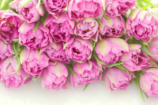 Śliczny różowy — Zdjęcie stockowe
