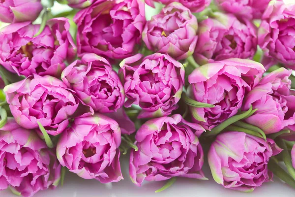 Rosa lindo — Fotografia de Stock