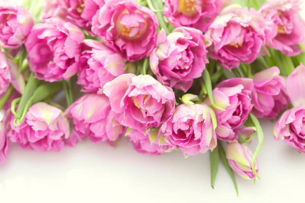 Szép rózsaszín — Stock Fotó