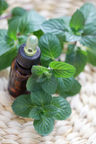 Mint essential oil — Stock Photo, Image