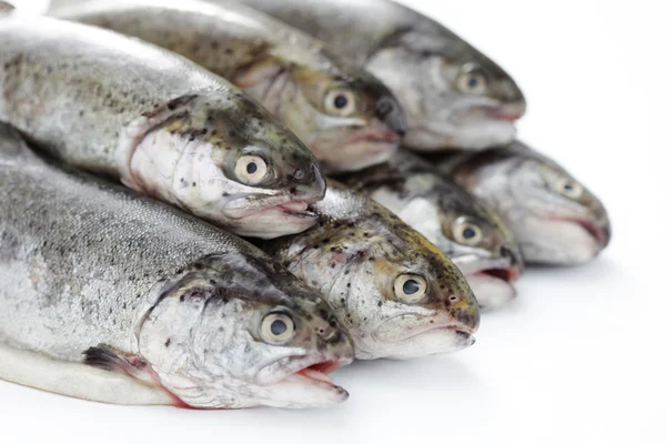 Rainbow trout — Stock Photo, Image