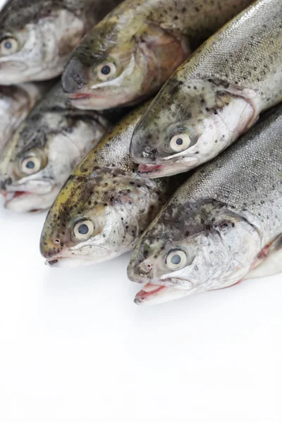 Rainbow trout — Stock Photo, Image