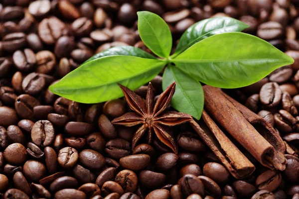 Coffee beans — Stock Photo, Image