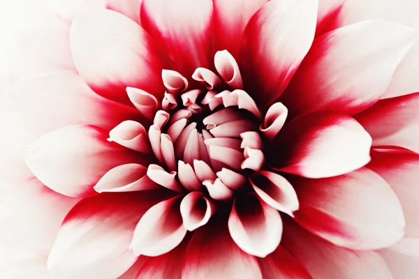 Dahlia. — Foto Stock