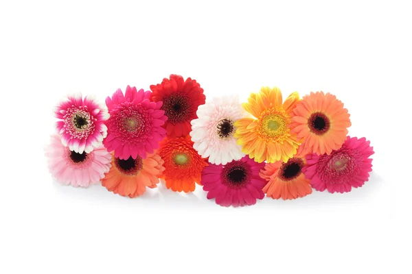 Gerbera fiori — Foto Stock